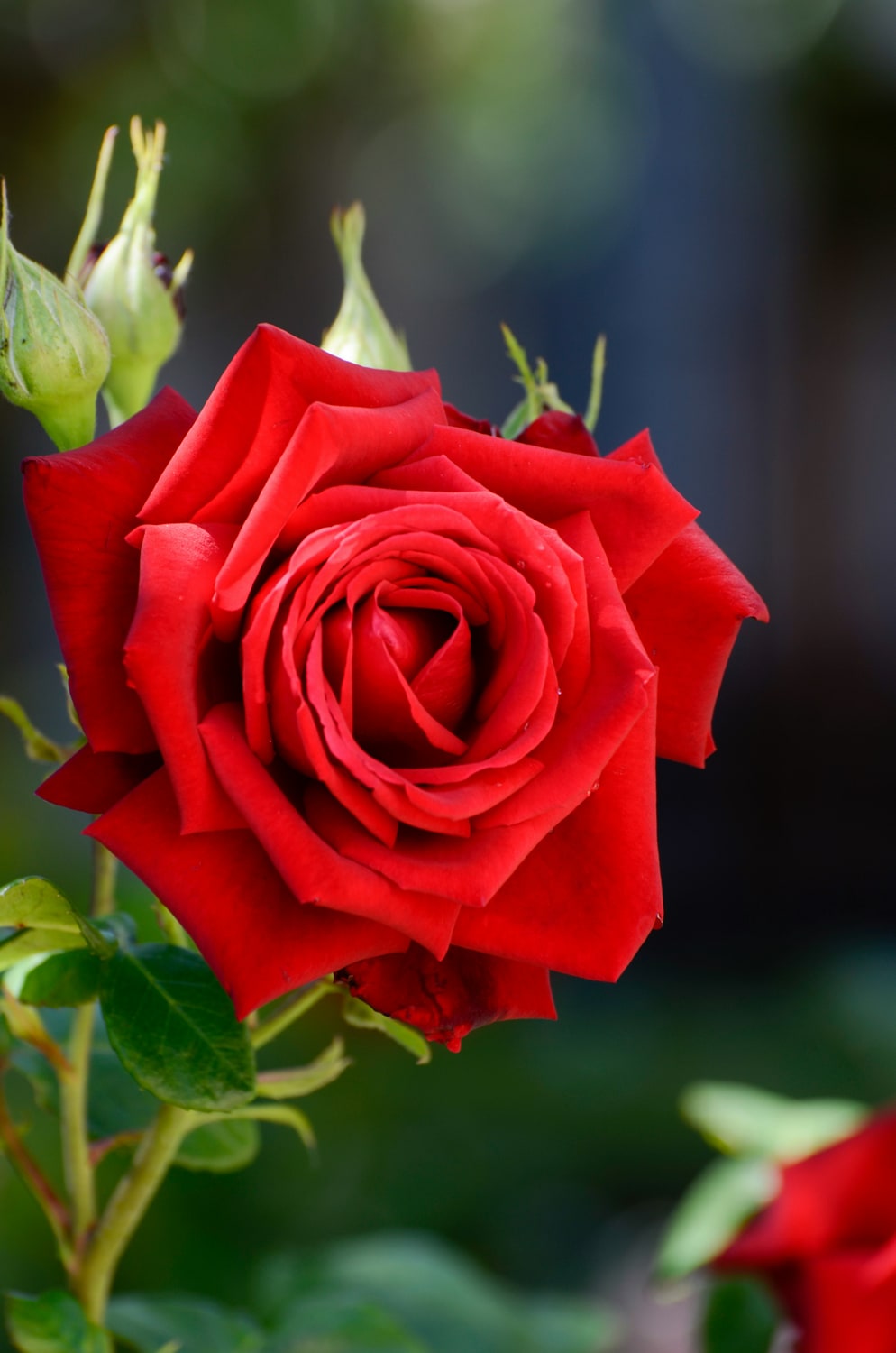 West River Funeral Directors – Funeral Home & Cremation Services Rapid City, SD 1 Lynda L. Harrison