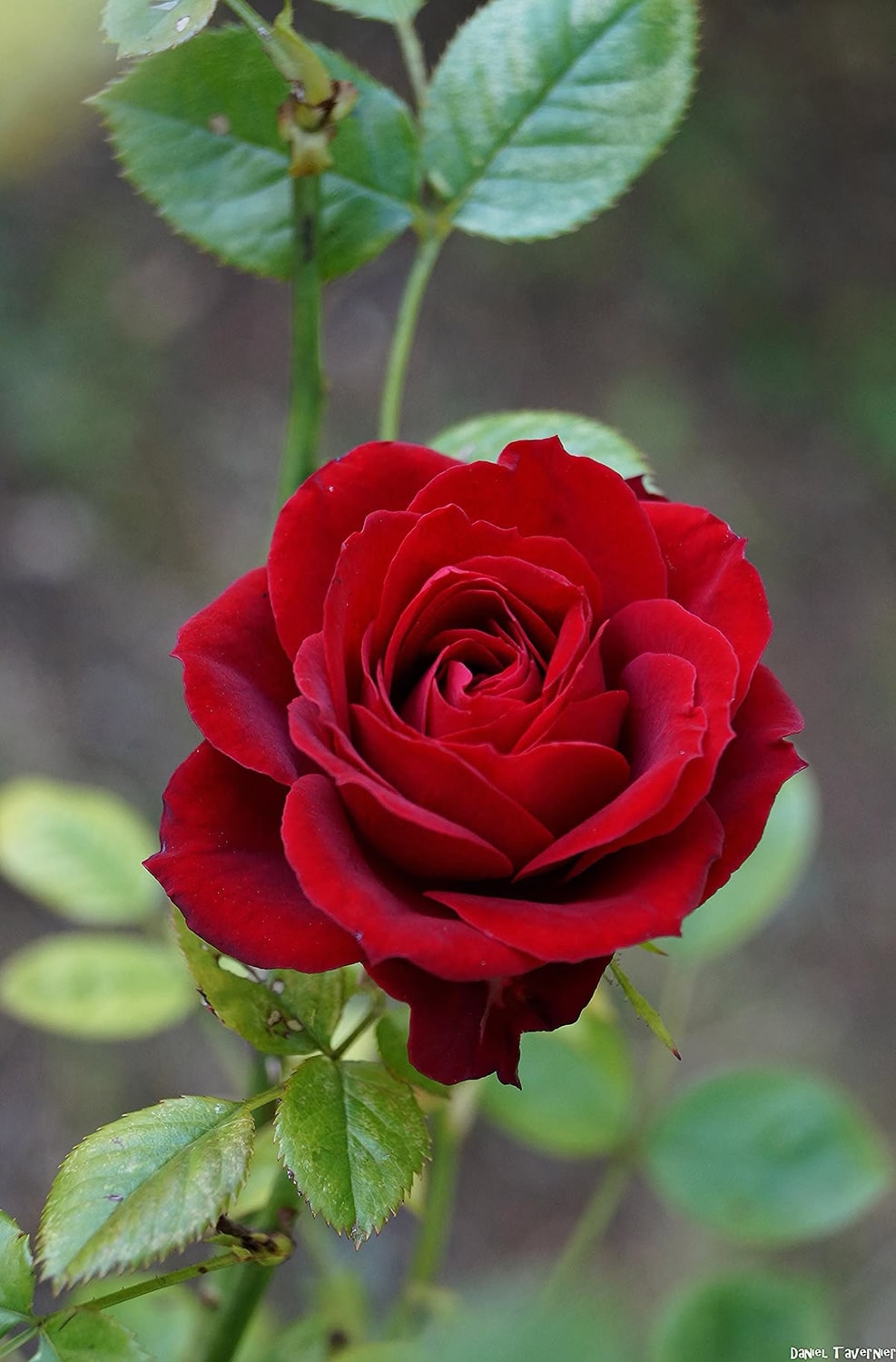 West River Funeral Directors – Funeral Home & Cremation Services Rapid City, SD 1 Phyllis Ann Nelson